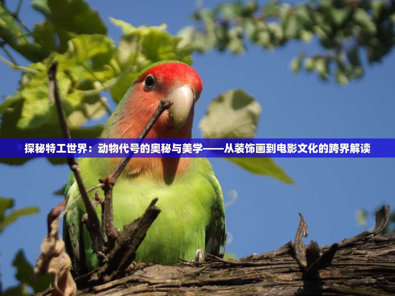 (危机救援灌篮军团官方下载)灌篮军团，危机救援中的篮球英雄，揭秘篮球运动的应急救援力量
