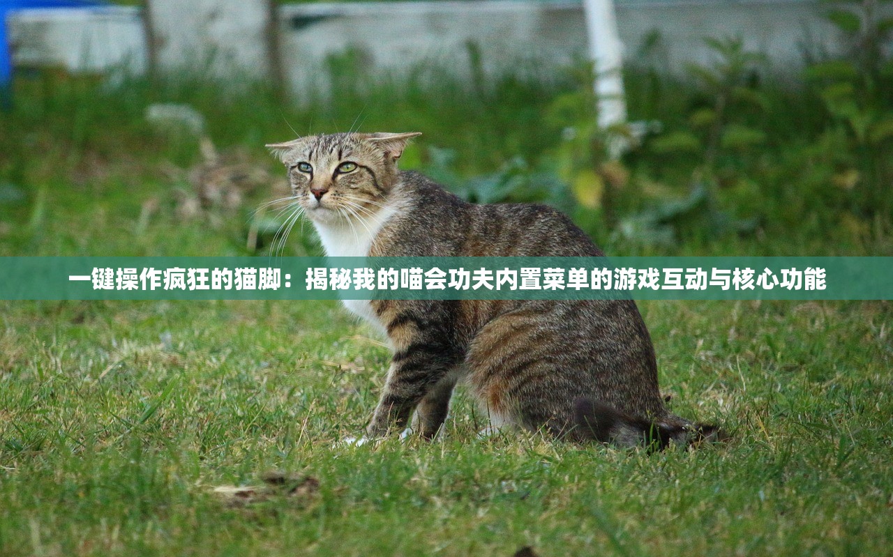 一键操作疯狂的猫脚：揭秘我的喵会功夫内置菜单的游戏互动与核心功能