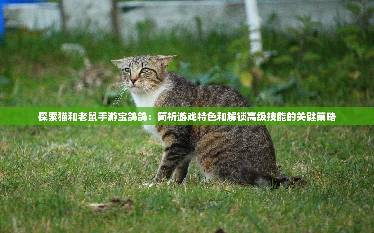 探索猫和老鼠手游宝鸽鸽：简析游戏特色和解锁高级技能的关键策略