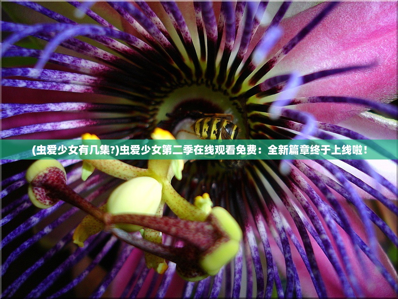(末代侠客最新版)末代侠客唤境网页版，传承侠义精神的新篇章——深度解析与FAQ解答