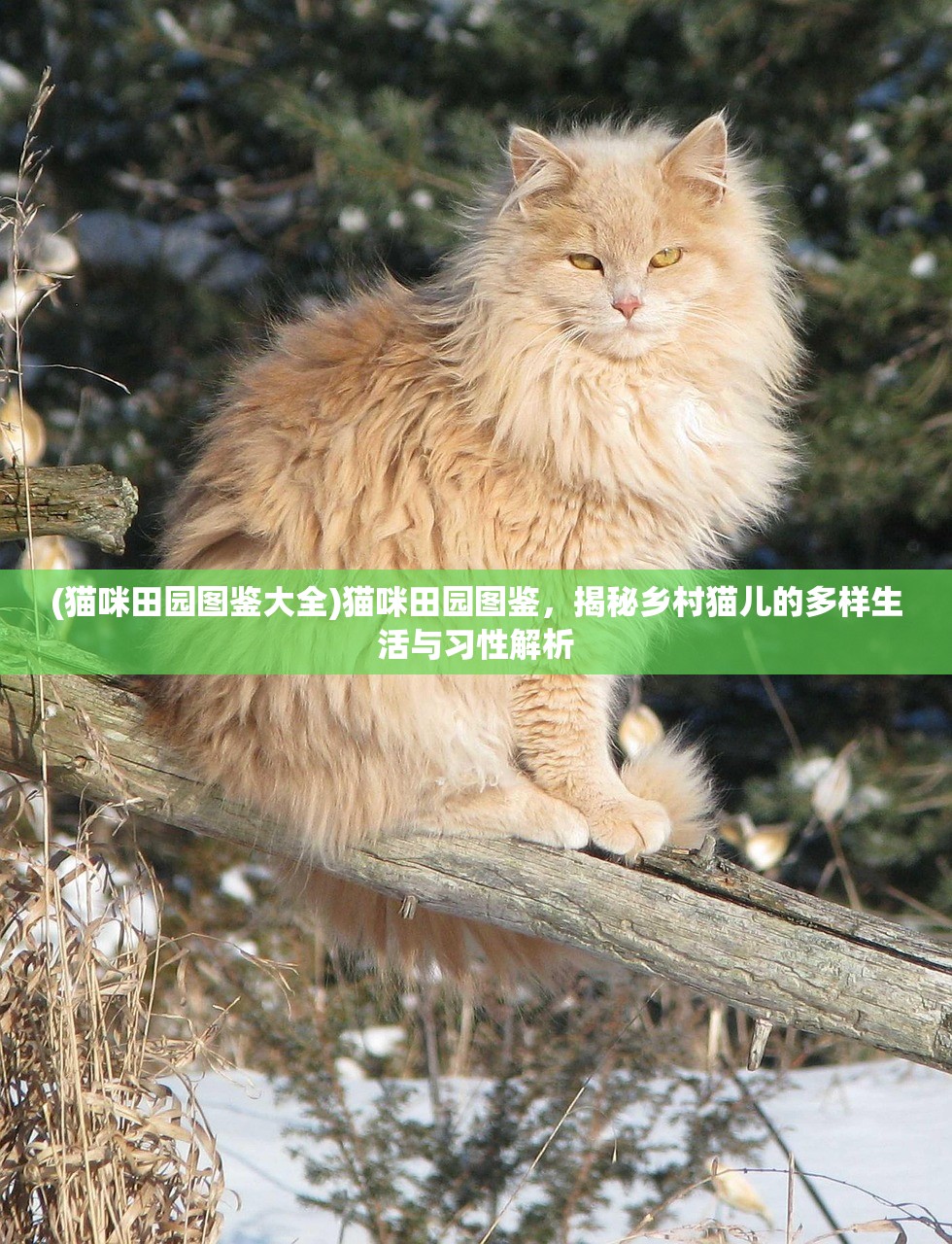 (猫咪田园图鉴大全)猫咪田园图鉴，揭秘乡村猫儿的多样生活与习性解析