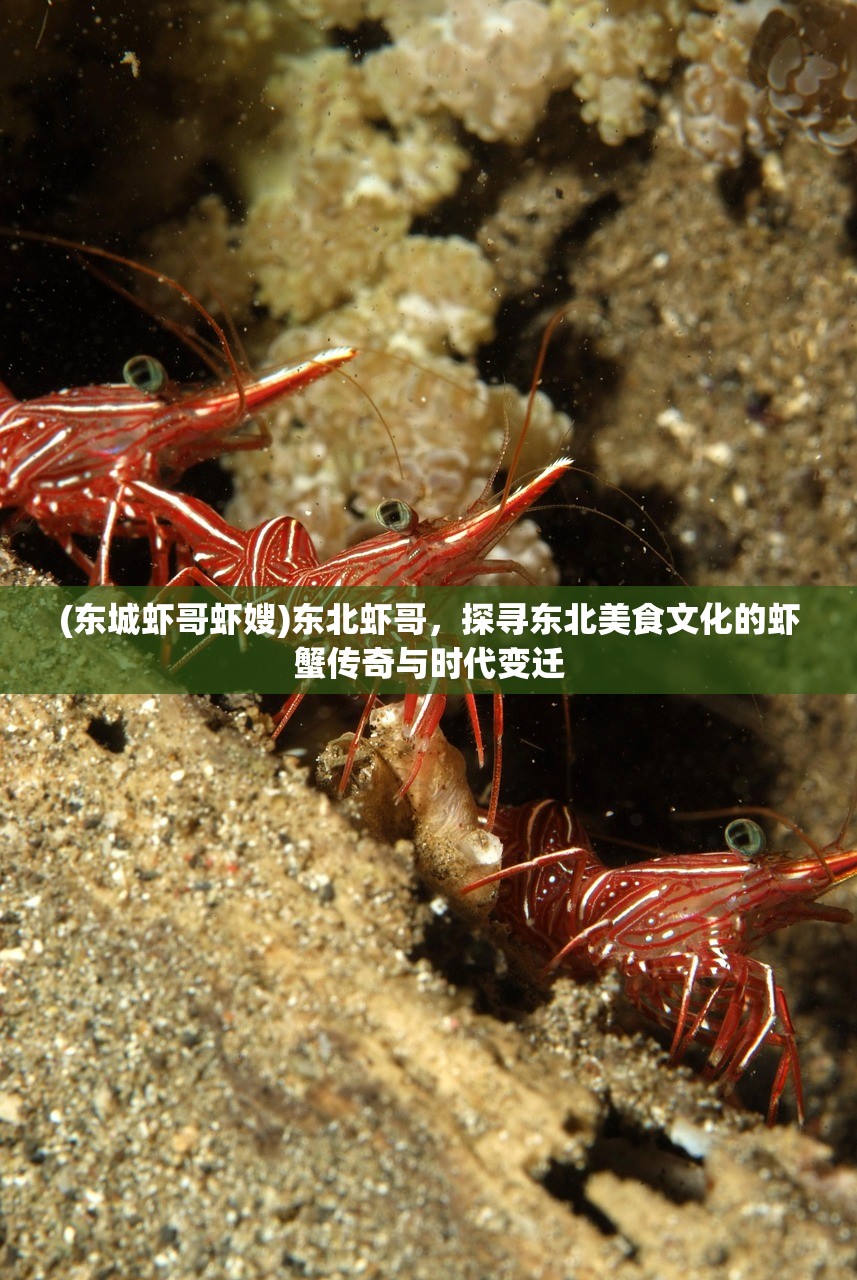 (东城虾哥虾嫂)东北虾哥，探寻东北美食文化的虾蟹传奇与时代变迁