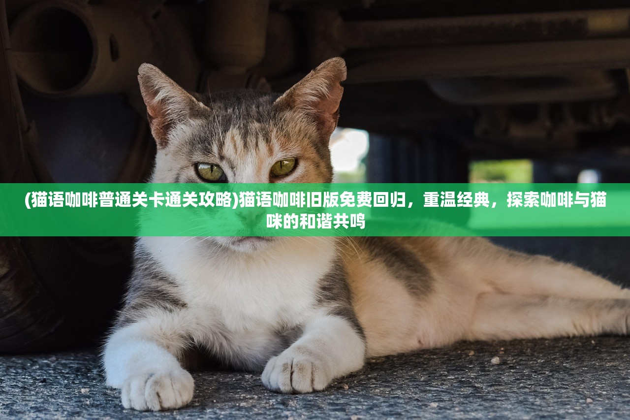 (猫语咖啡普通关卡通关攻略)猫语咖啡旧版免费回归，重温经典，探索咖啡与猫咪的和谐共鸣