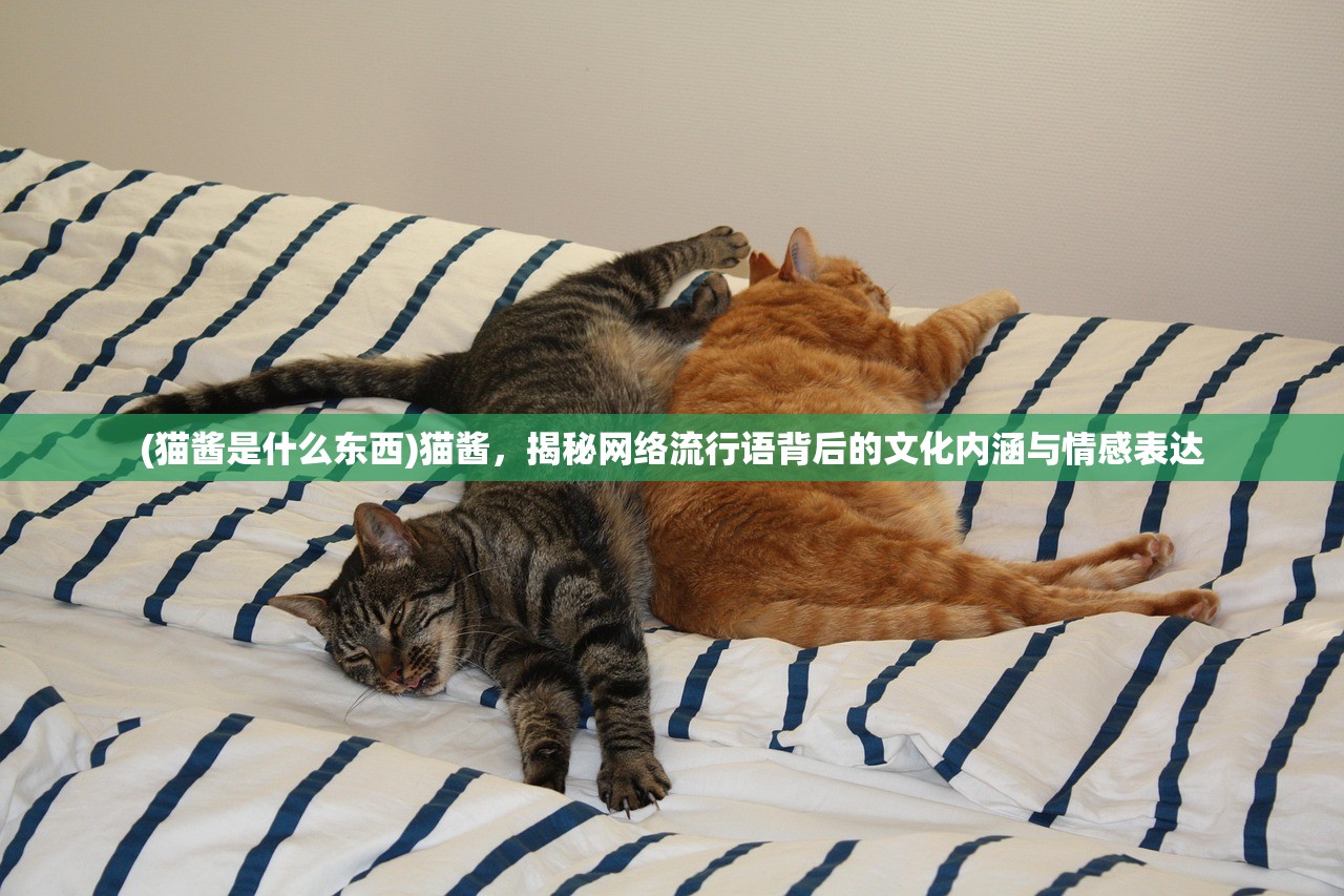 (猫酱是什么东西)猫酱，揭秘网络流行语背后的文化内涵与情感表达